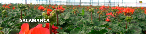 Planta de produccion de Salamanca