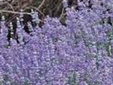 Lavanda